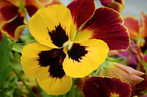 pansy  yellow  garden