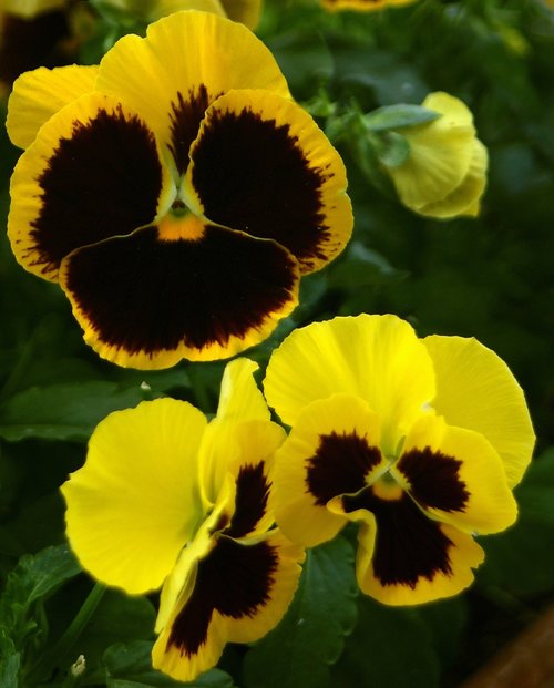 pansy  flower  potted