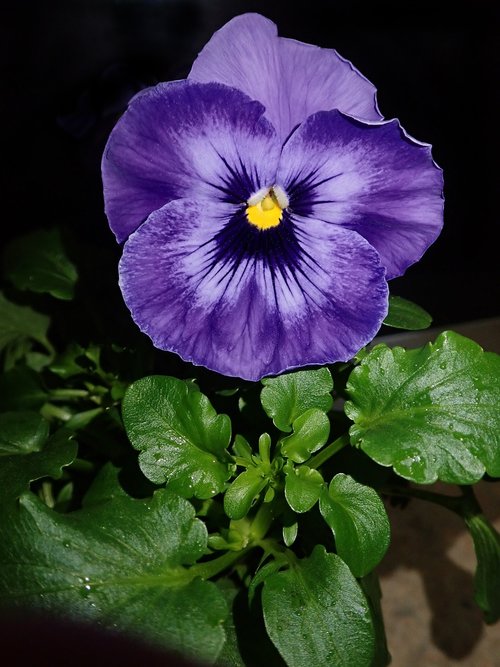pansy  purple  flower
