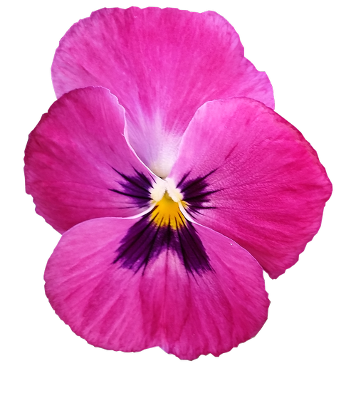 pansy  pink  flower