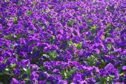 pansy flowers blütenmeer