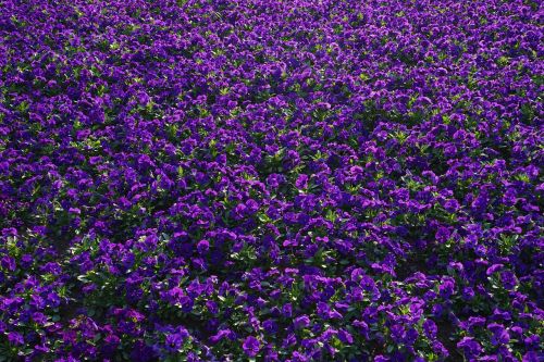 pansy flowers blütenmeer