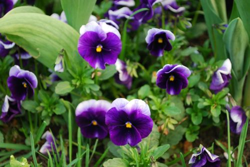 pansy flowers nature