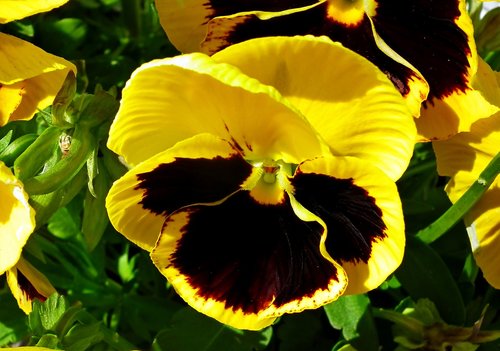 pansy  flower  colored