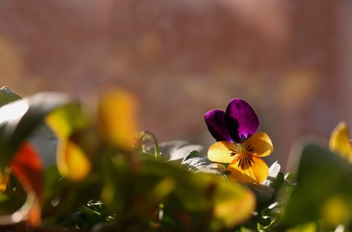 pansy  flower  bloom