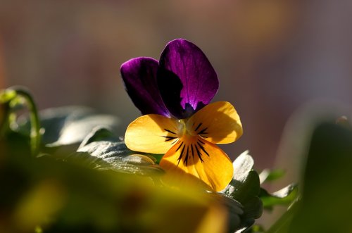 pansy  flower  spring