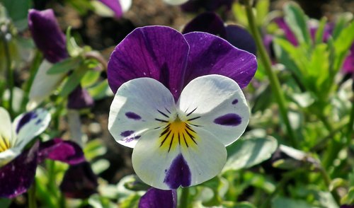 pansy  flower  blooming