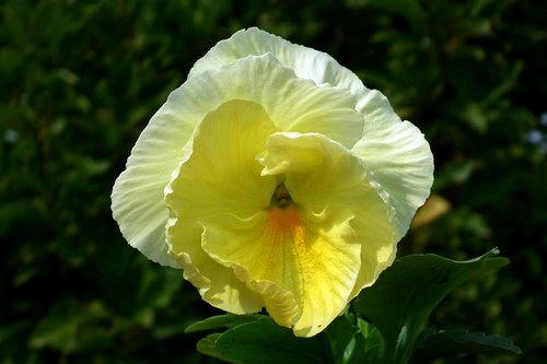 pansy  flower  yellow
