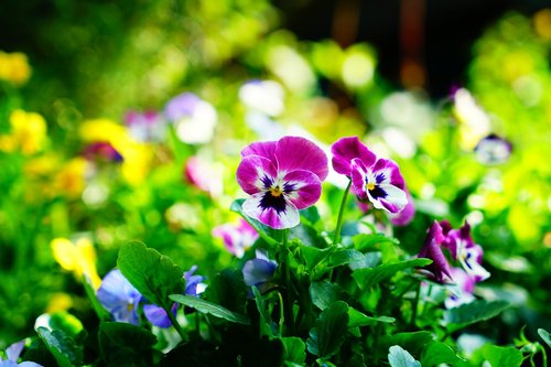 pansy  flowers  plant