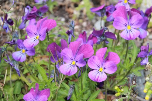 pansy  spring  purple