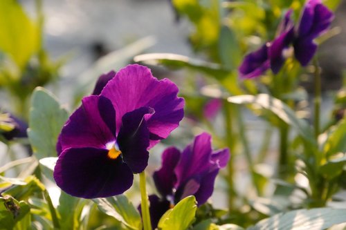 pansy  flowers  garden