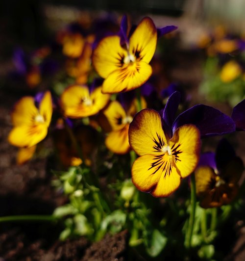 pansy  spring  garden