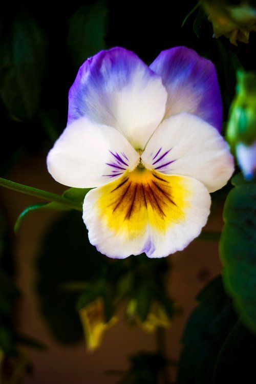 pansy  flower  spring