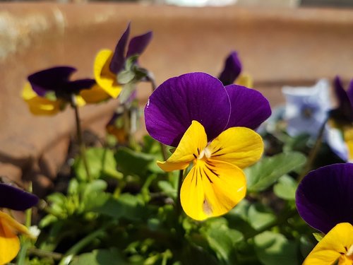 pansy  flower  blossom