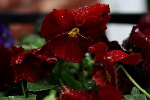 pansy  red  flower