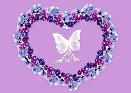 pansy  violet plant  blossom