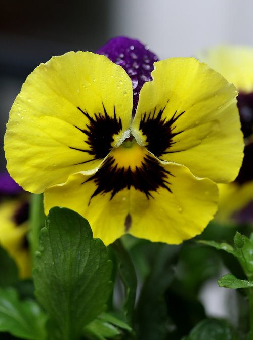 pansy  coloring  wet