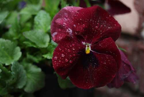 pansy  coloring  wet