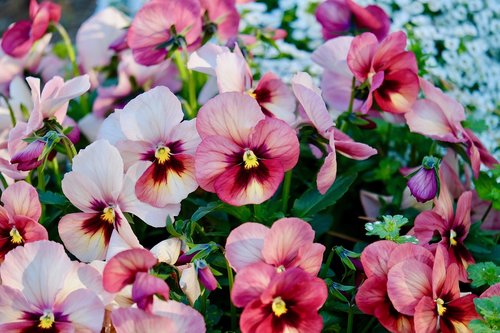 pansy  flower  pink