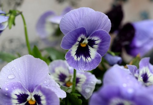 pansy  blue  flower