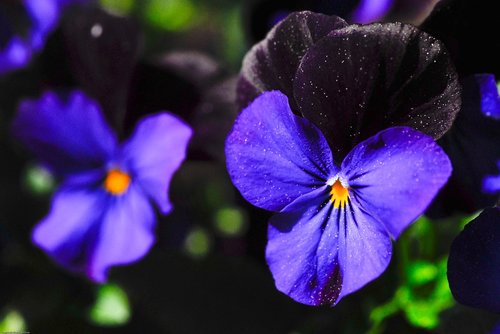 pansy  flower  flowers