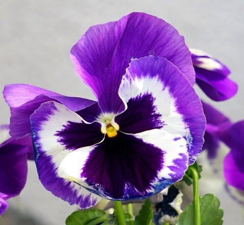 pansy  viola  violet plant