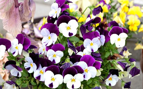 pansy  violets  purple flowers