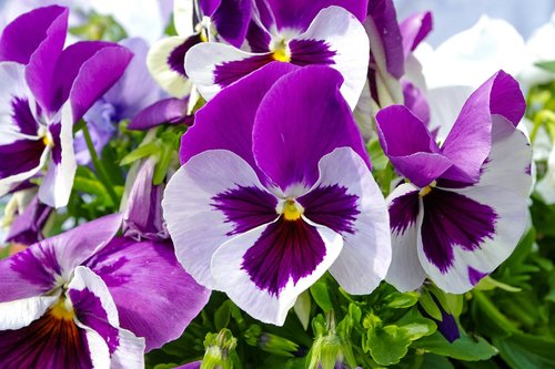 pansy  flowerbed  garden