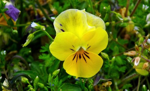 pansy  flower  yellow