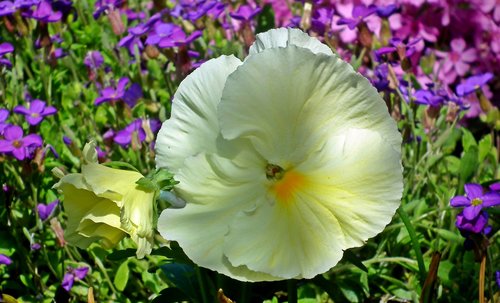 pansy  flower  white