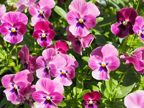 pansy  plant  flower