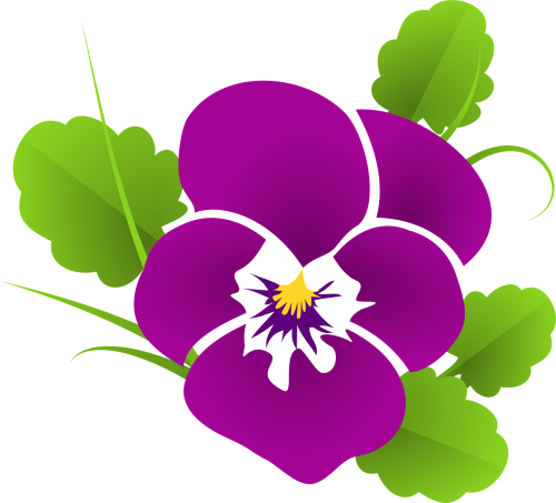 pansy violet viola