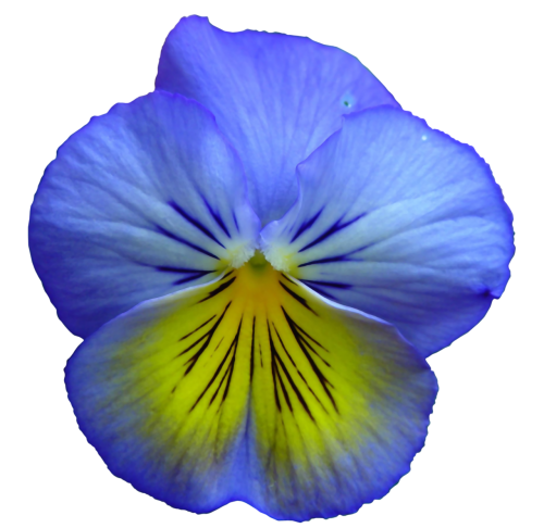 pansy flower flowers