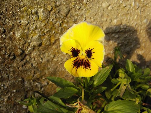 pansy flower blossom