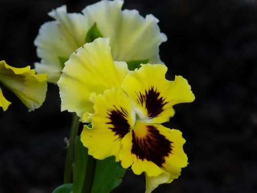 pansy flower garden