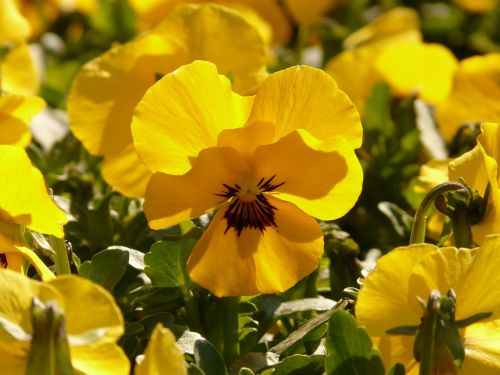 pansy violet yellow