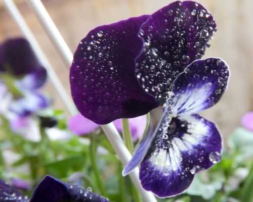 pansy dew water