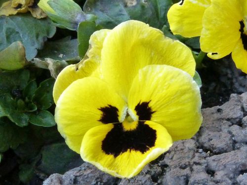 pansy yellow blossom