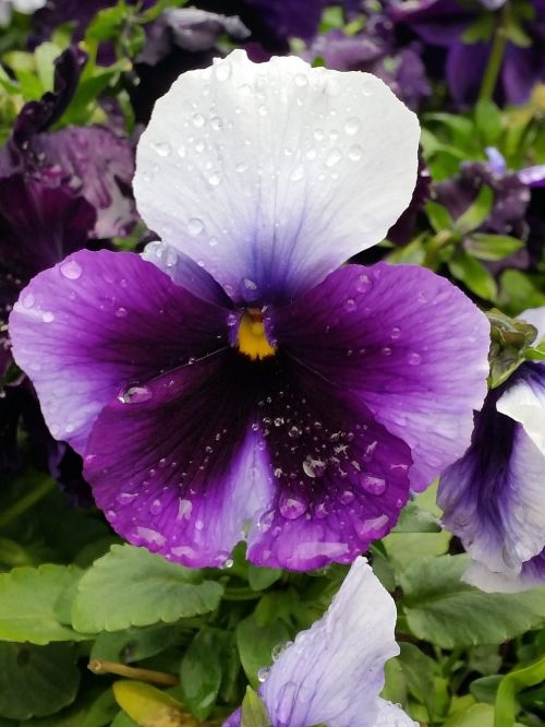 pansy purple raindrops