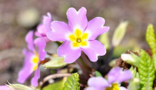 pansy pink flower