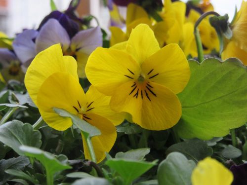 pansy flowers yellow