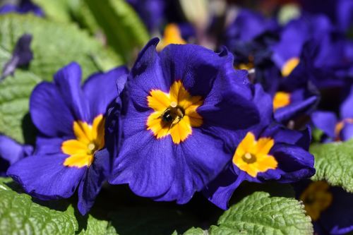 pansy flower blossom