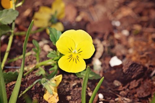 pansy yellow yellow flower