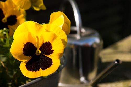 pansy watering can yellow