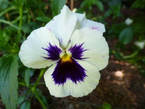 pansy garden floral