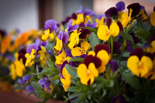 pansy colorful color