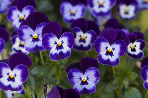 pansy flowers bloom