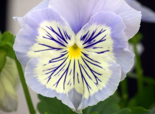 Pansy