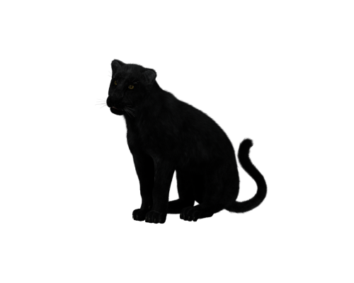 panther black big cat sit