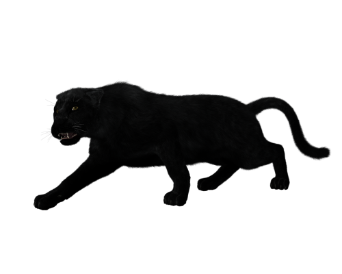 panther black big cat sneak